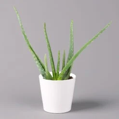 Aloe Vera In Keramiktopf Dallas Weiß, Topf-Ø 12 Cm, Höhe Ca. 20-35 Cm, 3er-Set -Die grüne Ecke 0250103026 Aloe vera Dallas weiss 1