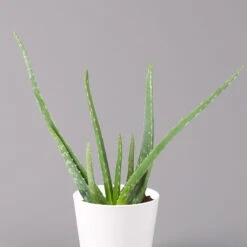 Aloe Vera In Keramiktopf Dallas Weiß, Topf-Ø 12 Cm, Höhe Ca. 20-35 Cm, 3er-Set -Die grüne Ecke 0250103026 Aloe vera Dallas weiss 2