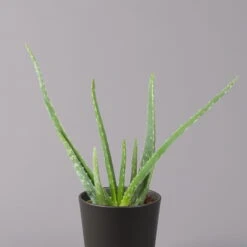 Aloe Vera Mit Keramiktopf Anthrazit, Topf-Ø 12 Cm, Höhe Ca. 20-35 Cm, 3er-Set -Die grüne Ecke 0250103027 Aloe vera Dallas anthrazit 2