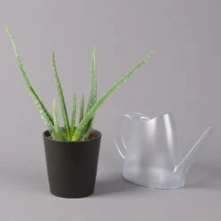 Aloe Vera Mit Keramiktopf Anthrazit, Topf-Ø 12 Cm, Höhe Ca. 20-35 Cm, 3er-Set -Die grüne Ecke 0250103027 Aloe vera Dallas anthrazit 3