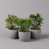 Geldbaum, Verschiedene Formen, Topf-Ø 12 Cm, Höhe Ca. 20 Cm, 3er-Set -Die grüne Ecke 0250103046 Crassula ovata Sorte nach Verfuegbarkeit 1