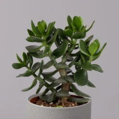Geldbaum, Verschiedene Formen, Topf-Ø 12 Cm, Höhe Ca. 20 Cm, 3er-Set -Die grüne Ecke 0250103046 Crassula ovata Sorte nach Verfuegbarkeit 10