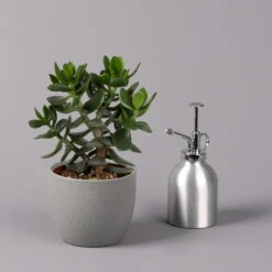 Geldbaum, Verschiedene Formen, Topf-Ø 12 Cm, Höhe Ca. 20 Cm, 3er-Set -Die grüne Ecke 0250103046 Crassula ovata Sorte nach Verfuegbarkeit 12