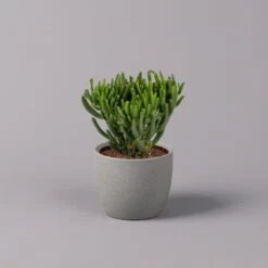 Geldbaum, Verschiedene Formen, Topf-Ø 12 Cm, Höhe Ca. 20 Cm, 3er-Set -Die grüne Ecke 0250103046 Crassula ovata Sorte nach Verfuegbarkeit 2