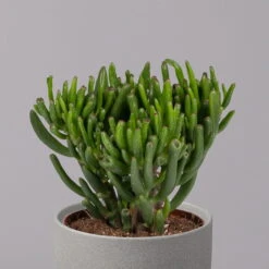 Geldbaum, Verschiedene Formen, Topf-Ø 12 Cm, Höhe Ca. 20 Cm, 3er-Set -Die grüne Ecke 0250103046 Crassula ovata Sorte nach Verfuegbarkeit 3