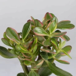Geldbaum, Verschiedene Formen, Topf-Ø 12 Cm, Höhe Ca. 20 Cm, 3er-Set -Die grüne Ecke 0250103046 Crassula ovata Sorte nach Verfuegbarkeit 6 1