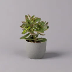 Geldbaum, Verschiedene Formen, Topf-Ø 12 Cm, Höhe Ca. 20 Cm, 3er-Set -Die grüne Ecke 0250103046 Crassula ovata Sorte nach Verfuegbarkeit 7