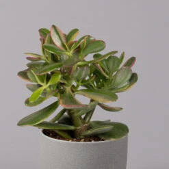Geldbaum, Verschiedene Formen, Topf-Ø 12 Cm, Höhe Ca. 20 Cm, 3er-Set -Die grüne Ecke 0250103046 Crassula ovata Sorte nach Verfuegbarkeit 8