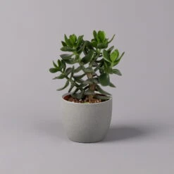 Geldbaum, Verschiedene Formen, Topf-Ø 12 Cm, Höhe Ca. 20 Cm, 3er-Set -Die grüne Ecke 0250103046 Crassula ovata Sorte nach Verfuegbarkeit 9
