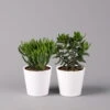 Geldbaum In Keramiktopf Dallas Weiß, Verschiedene Formen, Topf-Ø 12cm, 2er-Set -Die grüne Ecke 0250103048 Crassula ov Dallas weiss 2er Set