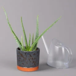 Aloe Vera In Keramiktopf Lauren Blau, Topf-Ø 12 Cm, Höhe Ca. 35 Cm -Die grüne Ecke 0250103273 Aloe vera mit Uebertopf Lauren blau 3