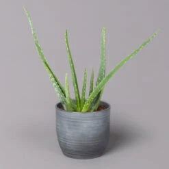 Aloe Vera In Keramiktopf Bergamo Grau, Topf-Ø 12 Cm, Höhe Ca. 35 Cm
