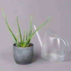 Aloe Vera In Keramiktopf Bergamo Grau, Topf-Ø 12 Cm, Höhe Ca. 35 Cm -Die grüne Ecke 0250103274 Aloe vera in uebertopf Bergamo grau 12cmT H35cm 3 121030