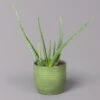 Aloe Vera In Keramiktopf Bergamo Grün, Topf-Ø 12 Cm, Höhe Ca. 35 Cm -Die grüne Ecke 0250103274 Aloe vera in uebertopf Bergamo gruen 12cmT H35cm 5 121027