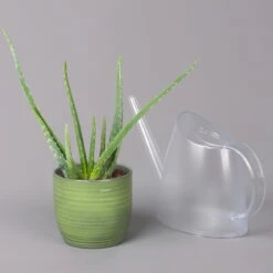 Aloe Vera In Keramiktopf Bergamo Grün, Topf-Ø 12 Cm, Höhe Ca. 35 Cm -Die grüne Ecke 0250103274 Aloe vera in uebertopf Bergamo gruen 12cmT H35cm 6 121026