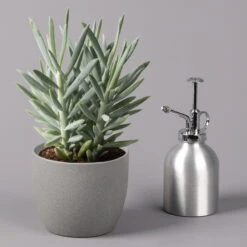 Senecio 'Aquarine® Mount Everest', Topf-Ø 12 Cm, Höhe Ca. 25 Cm, 3er-Set -Die grüne Ecke 0250103304 Curio ficoides Mount Everest 12cm 3er Set 3 115563