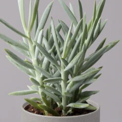 Senecio 'Aquarine® Mount Everest', Topf-Ø 12 Cm, Höhe Ca. 25 Cm, 3er-Set -Die grüne Ecke 0250103304 Curio ficoides Mount Everest 12cm 3er Set 4 115562
