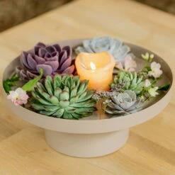 Schnitt-Echeveria Mix, 5 Stück In DIY Box, 7-10 Cm Ø -Die grüne Ecke 0250103364 Echeveria Mix 7 10cm in DIY Box 4 117171 4