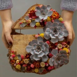 Schnittecheverien-Mix, Ø 12 Cm, 4er-Set -Die grüne Ecke 0250103364 Echeveria Mix 7 10cm in DIY Box 6 117174 2