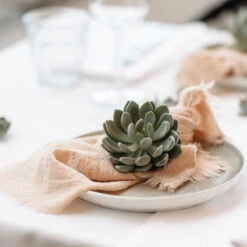 Schnittecheverien-Mix, Ø 5 Cm, 12er-Set -Die grüne Ecke 0250103364 Echeveria Mix 7 10cm in DIY Box 7 117173