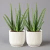 Aloe Vera In Übertopf Vibes Weiß, Topf-Ø 12 Cm, Höhe Ca. 35 Cm, 2er-Set -Die grüne Ecke 0250103384 Aloe vera in uebertopf weiss 2er Set Elho Vibes 1 124887