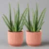 Aloe Vera In Übertopf Vibes Rosa, Topf-Ø 12 Cm, Höhe Ca. 35 Cm, 2er-Set -Die grüne Ecke 0250103387 aloe vera in uebertopf rosa 2er Set Elho Vibes 1 124894