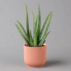 Aloe Vera In Übertopf Vibes Rosa, Topf-Ø 12 Cm, Höhe Ca. 35 Cm, 2er-Set -Die grüne Ecke 0250103387 aloe vera in uebertopf rosa 2er Set Elho Vibes 124893