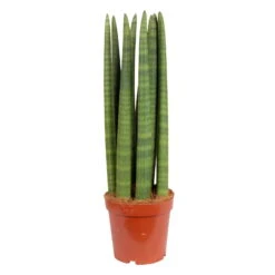 Bogenhanf 'Straight', Topf-Ø 17 Cm, Höhe Ca. 60 Cm -Die grüne Ecke 0250200079 Sansevieria cylindrica Straight 17 cm Topf Hoehe 60 cm