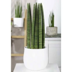 Bogenhanf 'Straight', Topf-Ø 17 Cm, Höhe Ca. 60 Cm -Die grüne Ecke 0250200079 Sansevieria cylindrica Straight