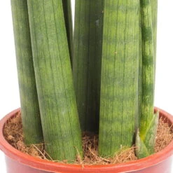 Bogenhanf 'Straight', Topf-Ø 14 Cm, Höhe Ca. 50 Cm -Die grüne Ecke 0250200242 Sansevieria Cylindrica Straight 14cm T H 50cm 1
