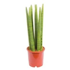 Bogenhanf 'Straight', Topf-Ø 14 Cm, Höhe Ca. 50 Cm -Die grüne Ecke 0250200242 Sansevieria Cylindrica Straight 14cm T H 50cm