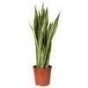 Bogenhanf, Topf-Ø 21 Cm, Höhe Ca. 80 Cm -Die grüne Ecke 0250200267 Sansevieria trifasciata Laurentii 2