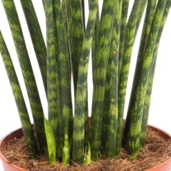 Bogenhanf, 'Fernwood Mikado', Topf-Ø 14 Cm, Höhe Ca. 60 Cm -Die grüne Ecke 0250200437 Sansevieria Fernwood Mikado 14cm T H 60cm 1