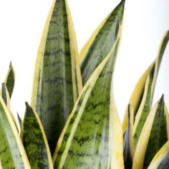 Bogenhanf, Topf-Ø 21 Cm, Höhe Ca. 80 Cm -Die grüne Ecke 0250200514 Sansevieria Trifasciata Laurentii 24cm T H90cm1