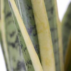 Bogenhanf, Topf-Ø 21 Cm, Höhe Ca. 80 Cm -Die grüne Ecke 0250200546 Sansevieria Trifasciata Laurentii