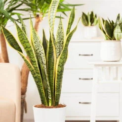 Bogenhanf, Topf-Ø 21 Cm, Höhe Ca. 80 Cm -Die grüne Ecke 0250200546 Sansevieria Trifasciata Laurentii3