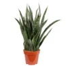 Bogenhanf, Topf-Ø 21 Cm, Höhe Ca. 85 Cm -Die grüne Ecke 0250200573 Sansevieria Kirkii 21 cm Topf Hoehe 85 cm