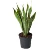 Bogenhanf, Topf-Ø 19 Cm, Höhe Ca. 60 Cm -Die grüne Ecke 0250200658 Sansevieria trif Laurentii 19
