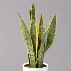 Bogenhanf In Keramiktopf Dallas Weiß, Topf-Ø 12 Cm, Höhe Ca. 35-45cm -Die grüne Ecke 0250200713 Sansev Laurentii Dallas weiss 2