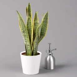 Bogenhanf In Keramiktopf Dallas Weiß, Topf-Ø 12 Cm, Höhe Ca. 35-45cm, 2er-Set -Die grüne Ecke 0250200713 Sansev Laurentii Dallas weiss 3 1