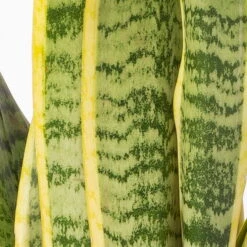 Bogenhanf In Keramiktopf Dallas Weiß, Topf-Ø 12 Cm, Höhe Ca. 35-45cm, 2er-Set -Die grüne Ecke 0250200713 Sansev Laurentii Dallas weiss 4 1