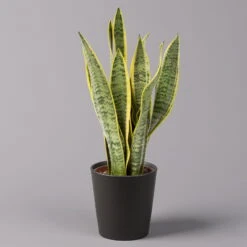 Bogenhanf In Keramiktopf Anthrazit, Topf-Ø 12 Cm, Höhe Ca. 35-45 Cm, 3er-Set -Die grüne Ecke 0250200718 Sansev Laurentii Dallas anthrazit 1