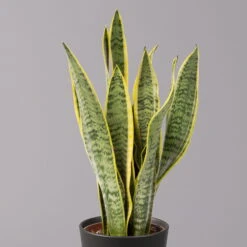 Bogenhanf In Keramiktopf Anthrazit, Topf-Ø 12 Cm, Höhe Ca. 35-45 Cm, 3er-Set -Die grüne Ecke 0250200718 Sansev Laurentii Dallas anthrazit 2