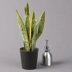 Bogenhanf In Keramiktopf Anthrazit, Topf-Ø 12 Cm, Höhe Ca. 35-45 Cm, 3er-Set -Die grüne Ecke 0250200718 Sansev Laurentii Dallas anthrazit 3