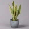 Bogenhanf In Keramiktopf Bergamo Grau, Topf-Ø 12 Cm, Höhe Ca. 45 Cm -Die grüne Ecke 0250200787 Sansevieria mit Uebertopf Bergamo grau 1