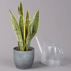 Bogenhanf In Keramiktopf Bergamo Grau, Topf-Ø 12 Cm, Höhe Ca. 45 Cm -Die grüne Ecke 0250200787 Sansevieria mit Uebertopf Bergamo grau 3