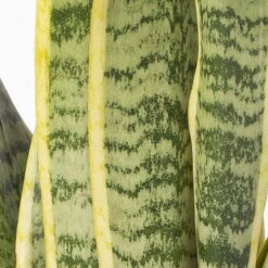 Bogenhanf In Keramiktopf Bergamo Grau, Topf-Ø 12 Cm, Höhe Ca. 45 Cm -Die grüne Ecke 0250200787 Sansevieria mit Uebertopf Bergamo grau 4