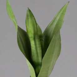 Die grüne Ecke -Die grüne Ecke 0250200807 0250200808 0250200809 sansevieria moonshine T12 1 1 123605