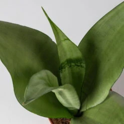 Bogenhanf 'Moonshine' In Übertopf Vibes Blau, Topf-Ø 12 Cm, Höhe Ca. 45 Cm -Die grüne Ecke 0250200807 0250200808 0250200809 sansevieria moonshine T12 1 2 123611