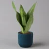 Bogenhanf 'Moonshine' In Übertopf Vibes Blau, Topf-Ø 12 Cm, Höhe Ca. 45 Cm -Die grüne Ecke 0250200808 Sansevieria Moonshine mit uebertopf blau Elho Vibes 1 123606